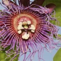 Passiflora